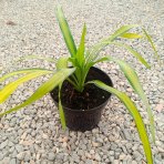 Juka previsnutá (Yucca recurvifolia) ´BANANA SPLIT´ - výška 10-20 cm, kont. C2L (-20 °C)